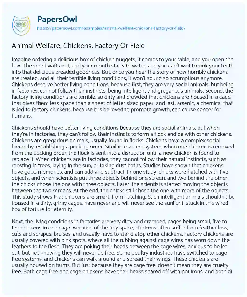 Essay on Animal Welfare, Chickens: Factory or Field