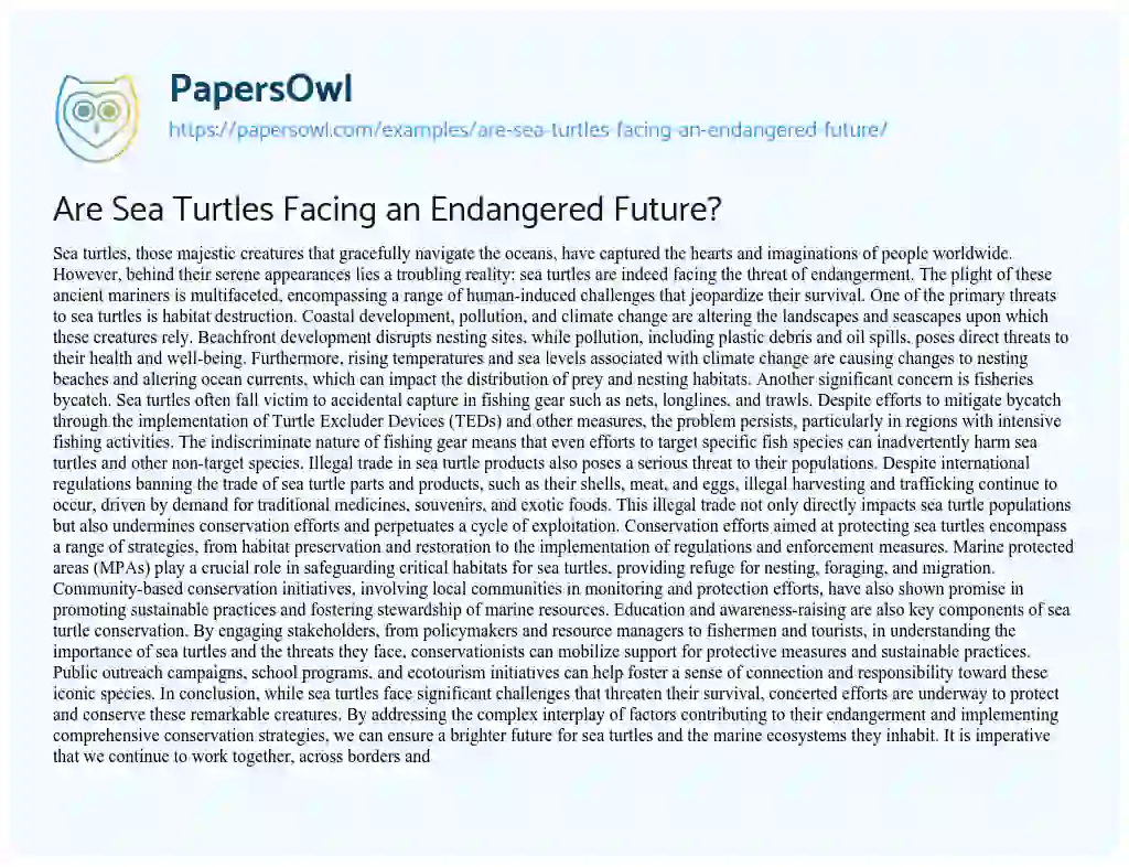 Essay on Are Sea Turtles Facing an Endangered Future?