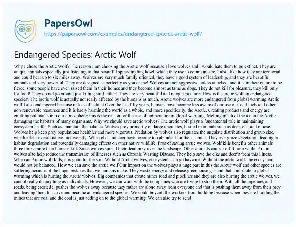 Essay on Endangered Species: Arctic Wolf