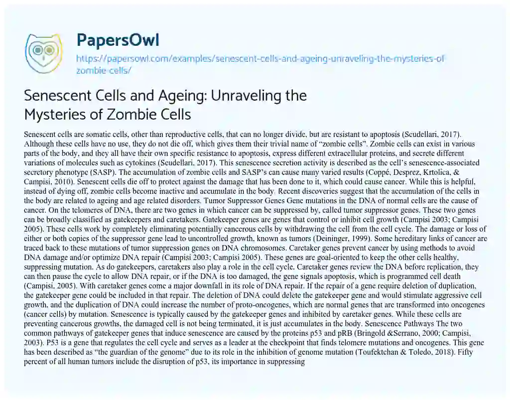 Essay on Senescent Cells and Ageing: Unraveling the Mysteries of Zombie Cells