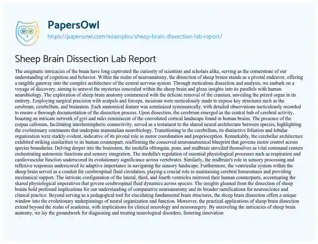 Essay on Sheep Brain Dissection Lab Report