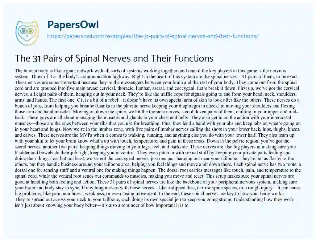 Essay on The 31 Pairs of Spinal Nerves and their Functions