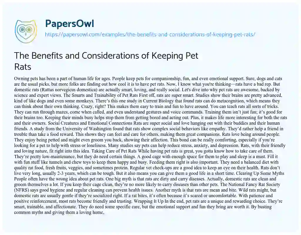 Essay on The Benefits and Considerations of Keeping Pet Rats