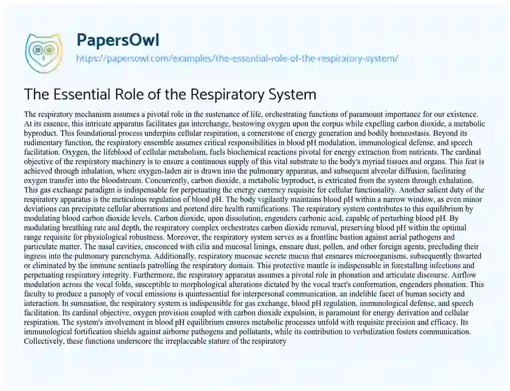 Essay on The Essential Role of the Respiratory System