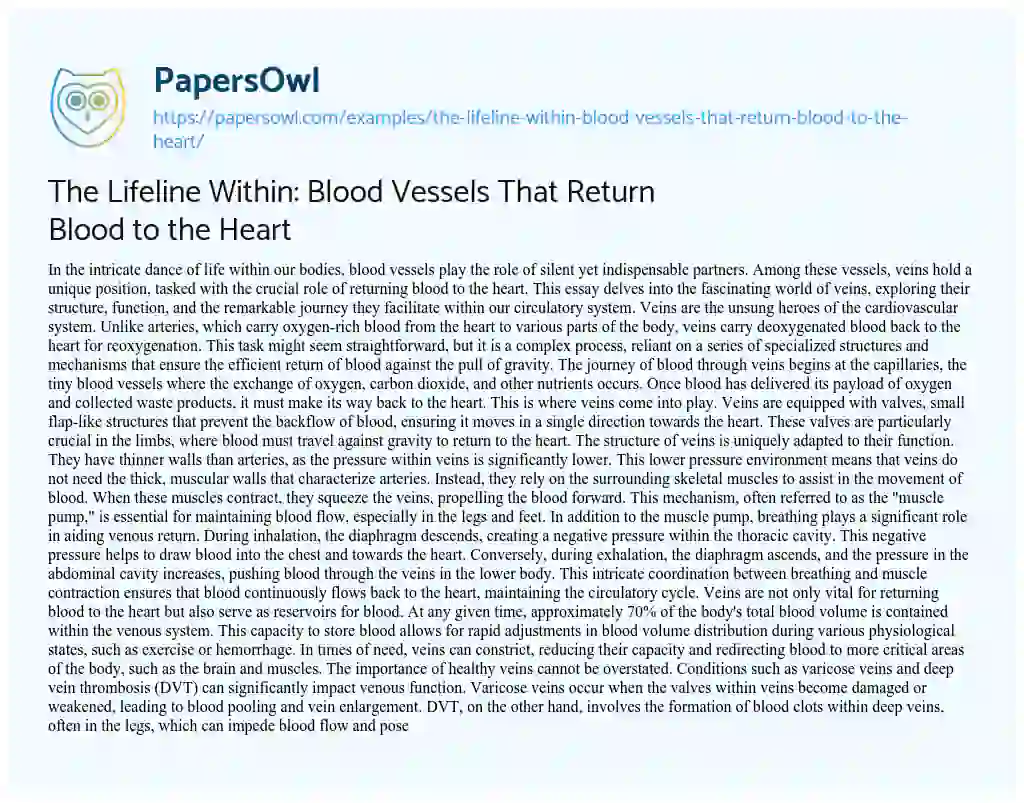 Essay on The Lifeline Within: Blood Vessels that Return Blood to the Heart