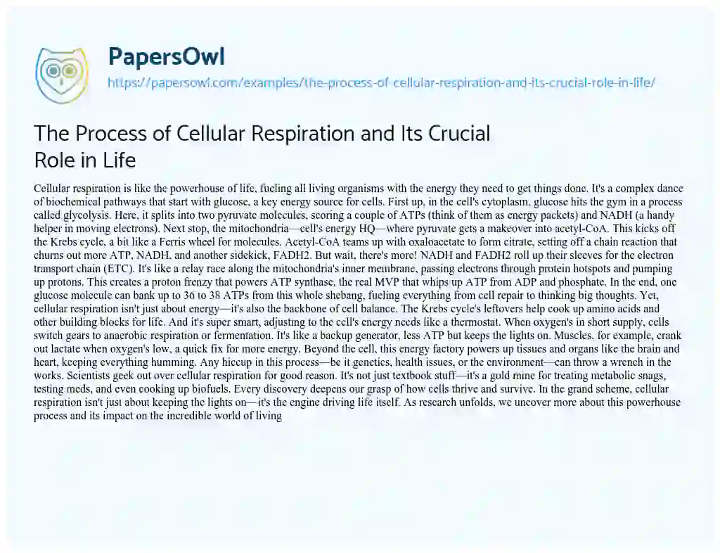 Essay on The Process of Cellular Respiration and its Crucial Role in Life