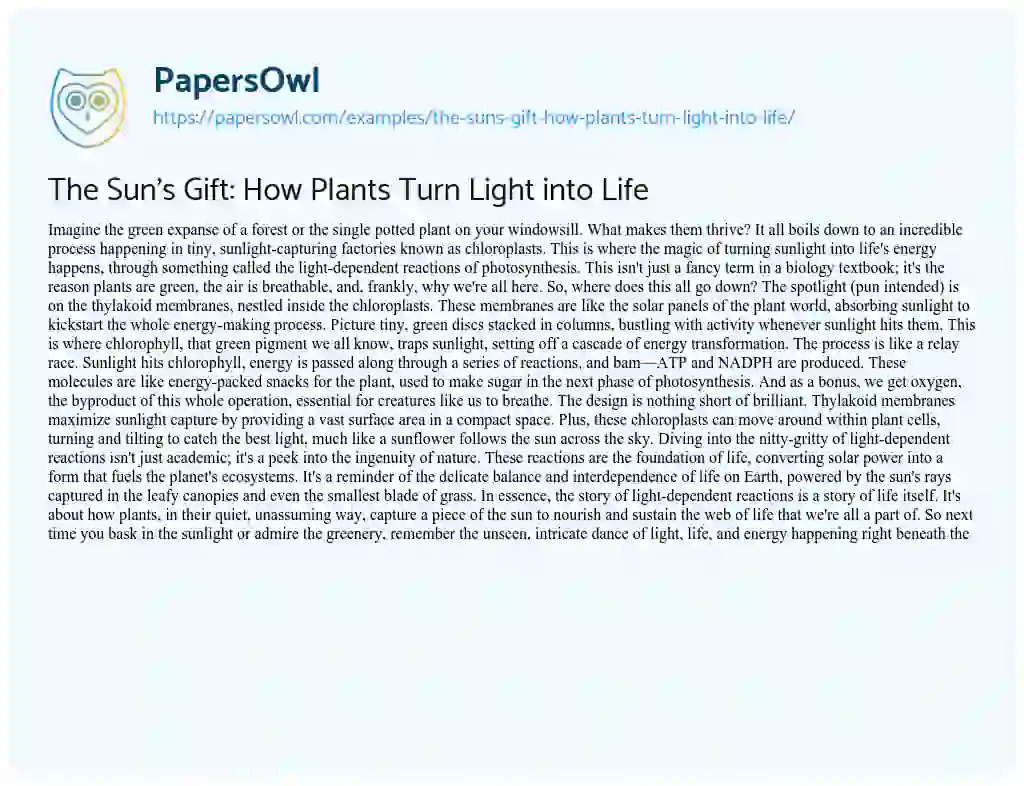 Essay on The Sun’s Gift: How Plants Turn Light into Life
