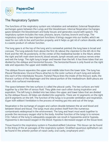 Essay on The Respiratory System