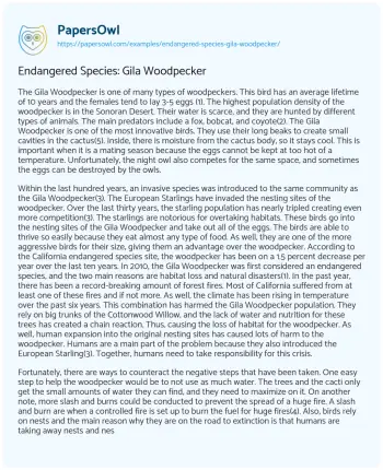 Essay on Endangered Species: Gila Woodpecker