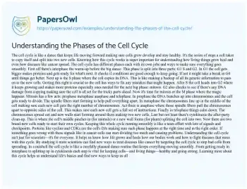 Essay on Understanding the Phases of the Cell Cycle