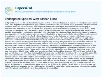 Essay on Endangered Species: West African Lions