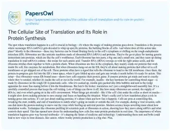 Essay on The Cellular Site of Translation and its Role in Protein Synthesis