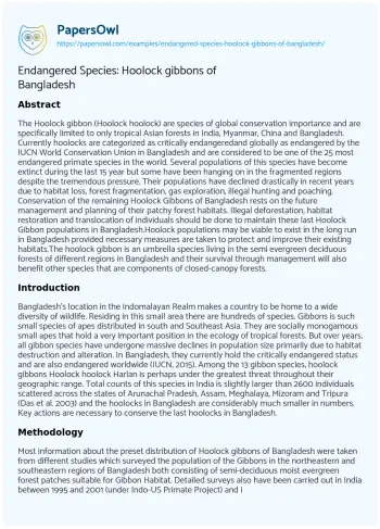 Essay on Endangered Species: Hoolock Gibbons of Bangladesh