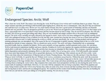 Essay on Endangered Species: Arctic Wolf