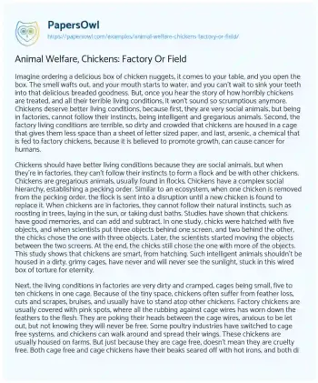 Essay on Animal Welfare, Chickens: Factory or Field