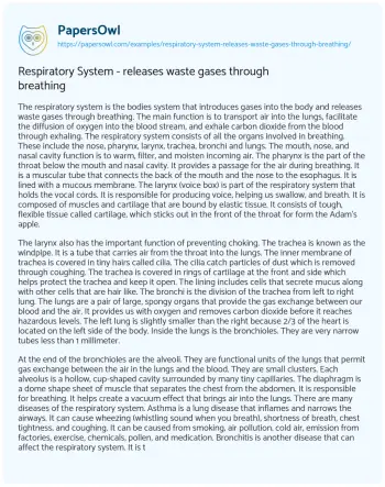 Essay on Respiratory System – Releases Waste Gases through Breathing