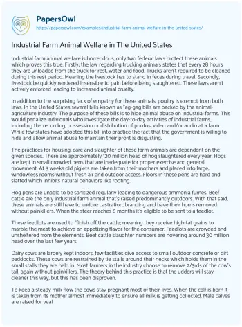 Essay on Industrial Farm Animal Welfare in the United States