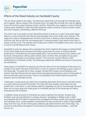 Essay on Effects of the Weed Industry on Humboldt County