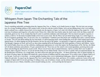 Essay on Whispers from Japan: the Enchanting Tale of the Japanese Pine Tree