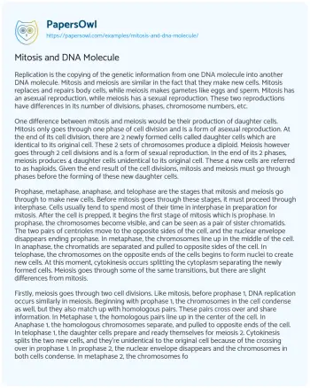 Essay on Mitosis and DNA Molecule