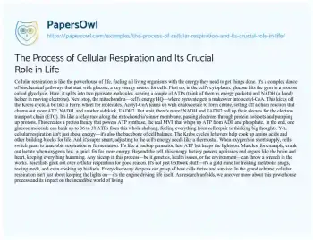 Essay on The Process of Cellular Respiration and its Crucial Role in Life