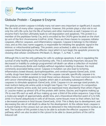 Essay on Globular Protein – Caspase-9 Enzyme