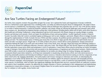 Essay on Are Sea Turtles Facing an Endangered Future?