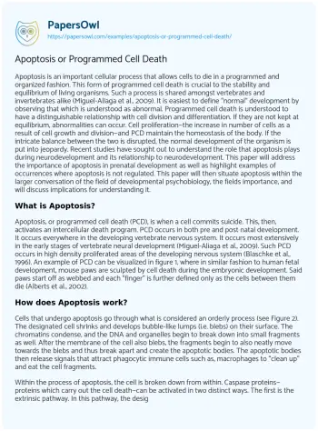 Essay on Apoptosis or Programmed Cell Death