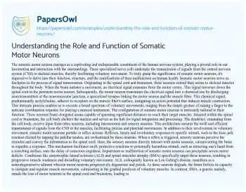 Essay on Understanding the Role and Function of Somatic Motor Neurons