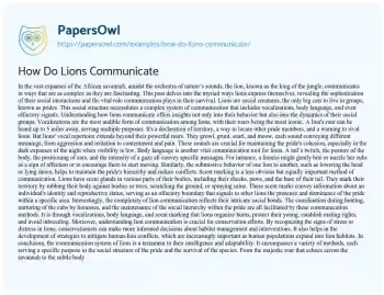 Essay on How do Lions Communicate