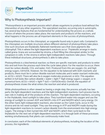 Essay on Why is Photosynthesis Important?