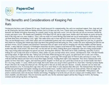 Essay on The Benefits and Considerations of Keeping Pet Rats