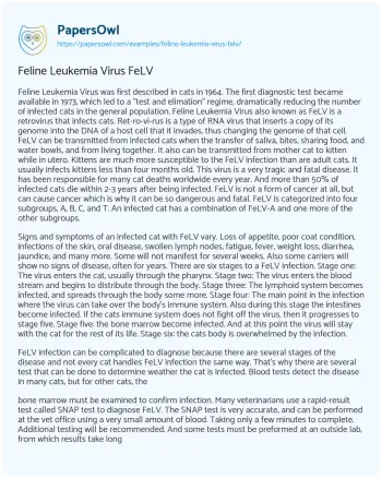 Essay on Feline Leukemia Virus FeLV