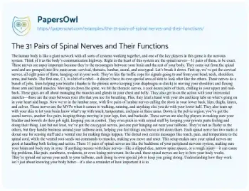 Essay on The 31 Pairs of Spinal Nerves and their Functions